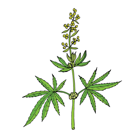 CBD Hemp Seed Oil